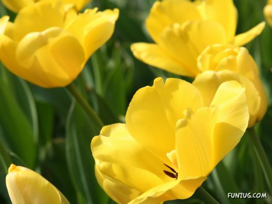 Click to Enlarge - Beautiful Colorful Flowers Wallpapers