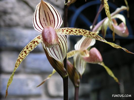 Click to Enlarge - Beautiful Colorful Flowers Wallpapers