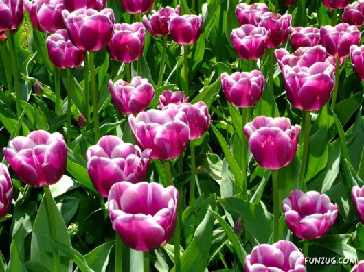 Click to Enlarge - Beautiful Colorful Flowers Wallpapers