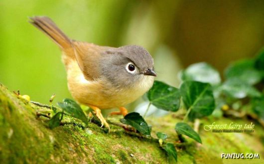 Click to Enlarge - Beautiful Birds Wallpapers