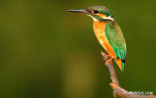 Click to Enlarge - Beautiful Birds Wallpapers