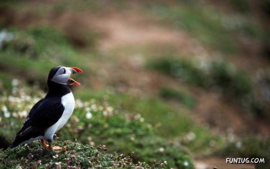 Click to Enlarge - Beautiful Birds Wallpapers