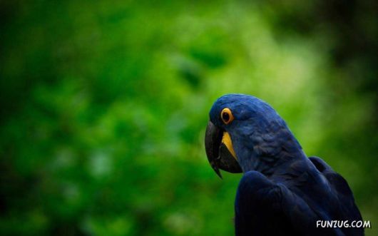 Click to Enlarge - Beautiful Birds Wallpapers