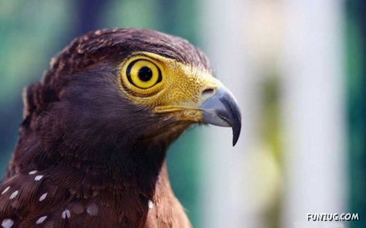 Click to Enlarge - Beautiful Birds Wallpapers