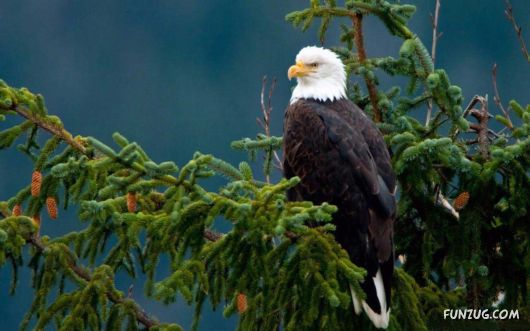 Click to Enlarge - Beautiful Birds Wallpapers