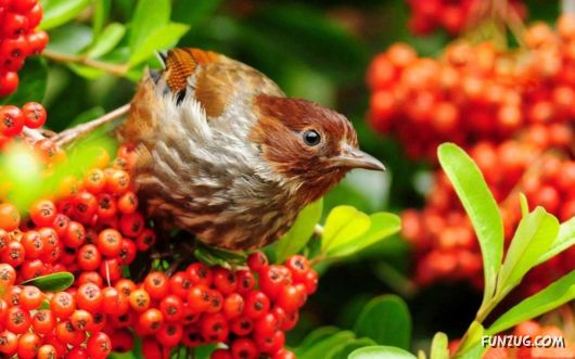 Click to Enlarge - Beautiful Birds Wallpapers