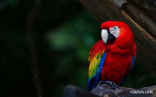 Click to Enlarge - Beautiful Birds Wallpapers