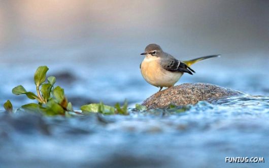 Click to Enlarge - Beautiful Birds Wallpapers