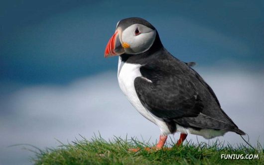 Click to Enlarge - Beautiful Birds Wallpapers