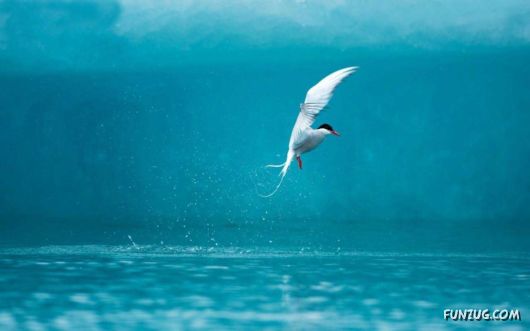 Click to Enlarge - Beautiful Birds Wallpapers