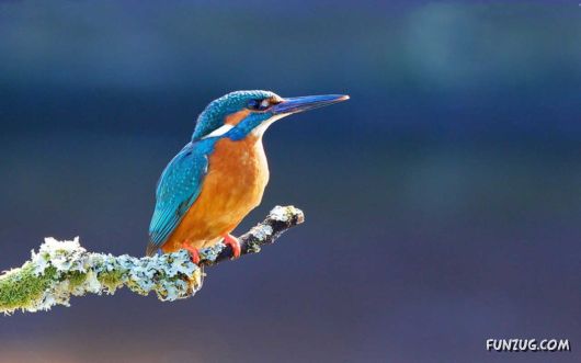 Click to Enlarge - Beautiful Birds Wallpapers