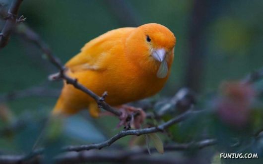 Click to Enlarge - Beautiful Birds Wallpapers