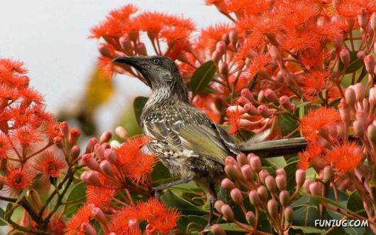 Click to Enlarge - Beautiful Birds Wallpapers