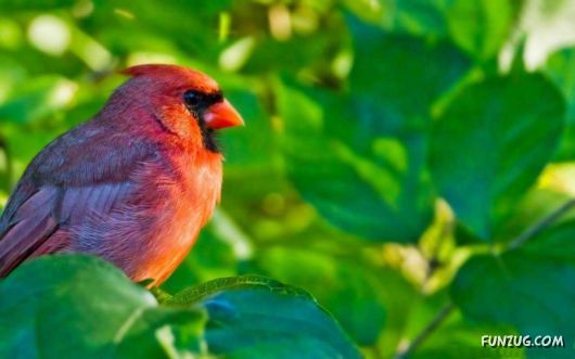 Click to Enlarge - Beautiful Birds Wallpapers