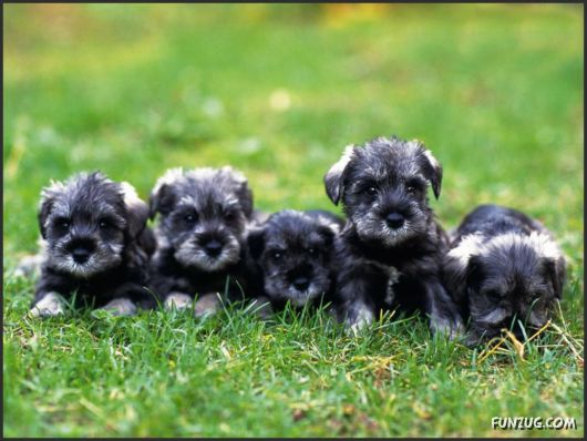 Click to Enlarge - Cutest Pets Photography Wallpapers