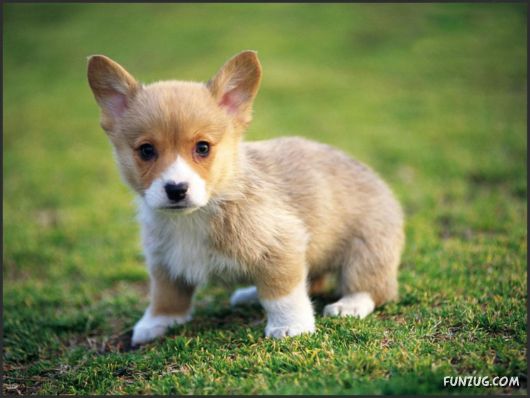 Click to Enlarge - Cutest Pets Photography Wallpapers