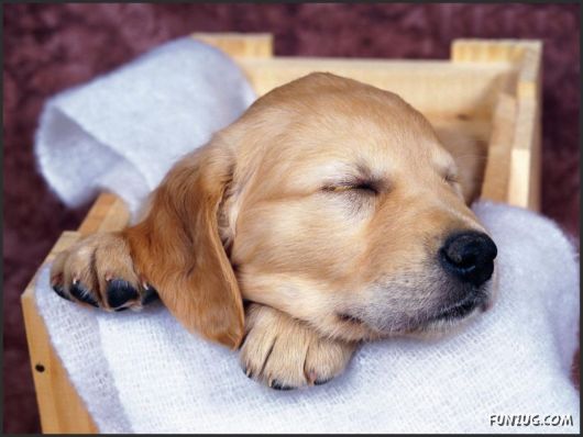 Click to Enlarge - Cutest Pets Photography Wallpapers