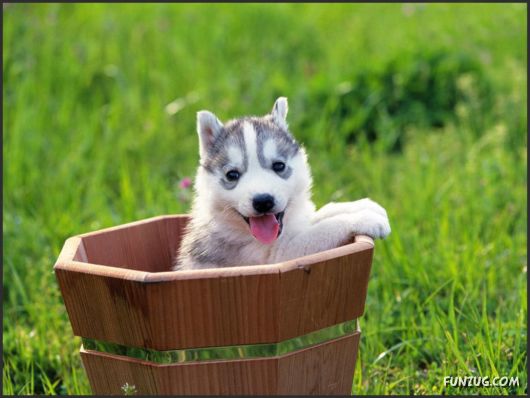 Click to Enlarge - Cutest Pets Photography Wallpapers