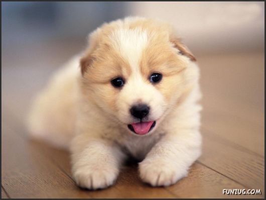 Click to Enlarge - Cutest Pets Photography Wallpapers