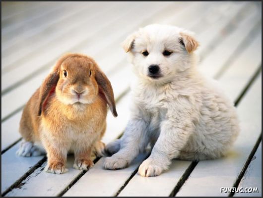 Click to Enlarge - Cutest Pets Photography Wallpapers