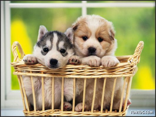 Click to Enlarge - Cutest Pets Photography Wallpapers