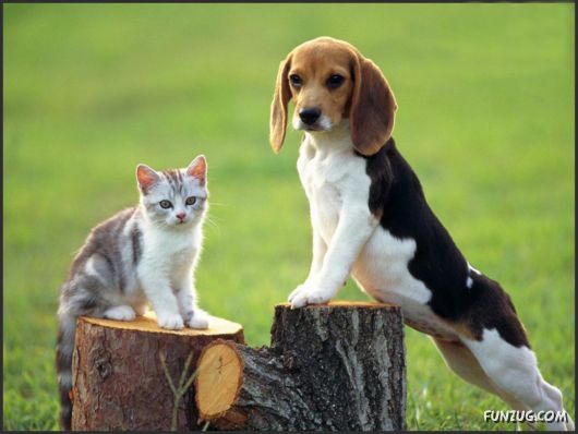 Click to Enlarge - Cutest Pets Photography Wallpapers