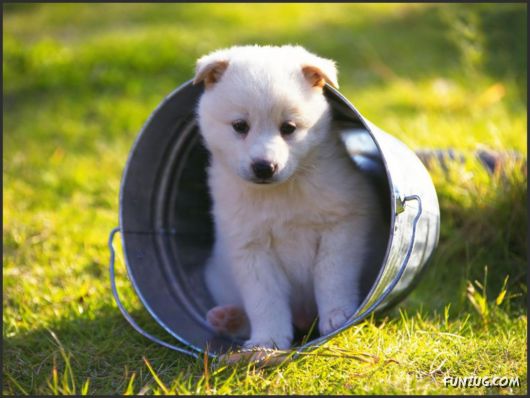 Click to Enlarge - Cutest Pets Photography Wallpapers