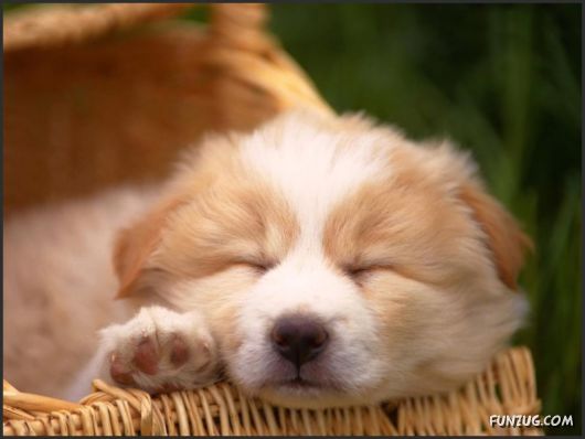 Click to Enlarge - Cutest Pets Photography Wallpapers