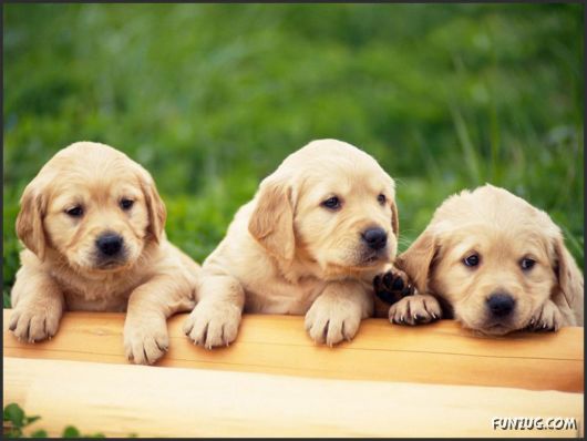 Click to Enlarge - Cutest Pets Photography Wallpapers