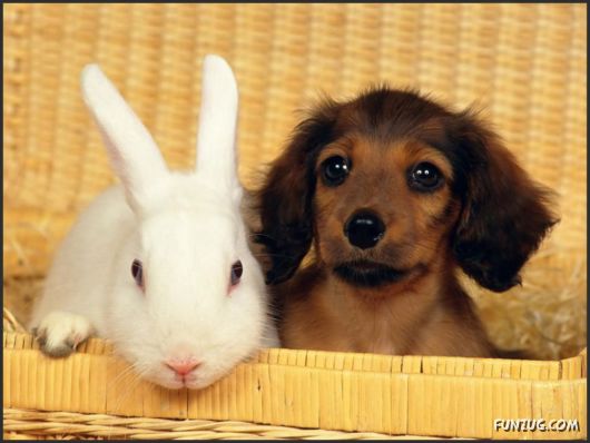 Click to Enlarge - Cutest Pets Photography Wallpapers