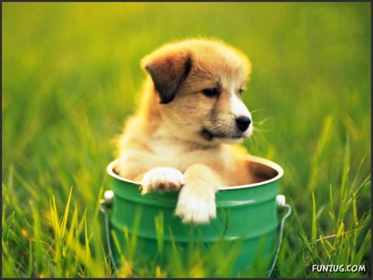Click to Enlarge - Cutest Pets Photography Wallpapers