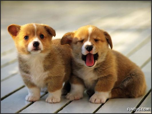 Click to Enlarge - Cutest Pets Photography Wallpapers