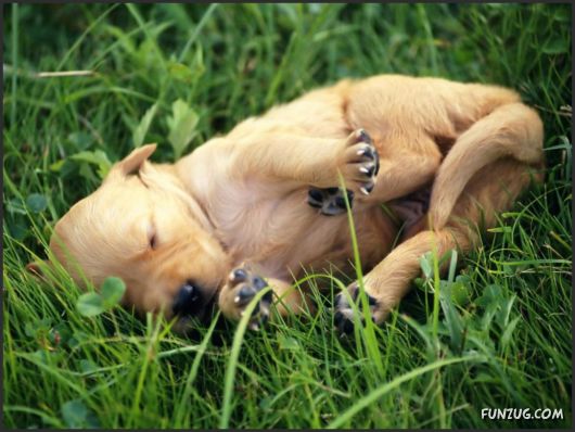 Click to Enlarge - Cutest Pets Photography Wallpapers