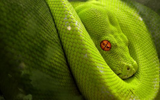 Click to Enlarge - Deadly Snakes Wallpapers