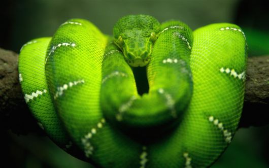 Click to Enlarge - Deadly Snakes Wallpapers