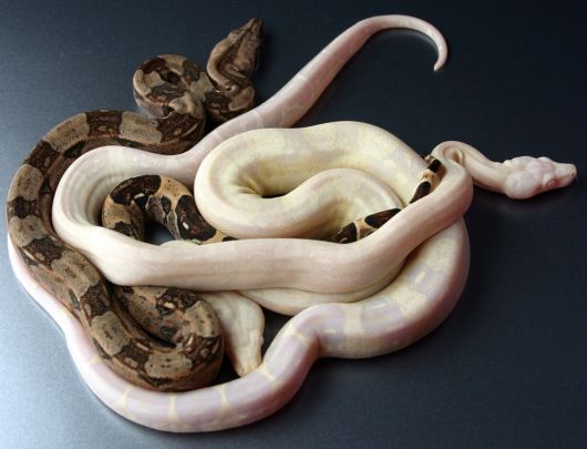 Click to Enlarge - Deadly Snakes Wallpapers