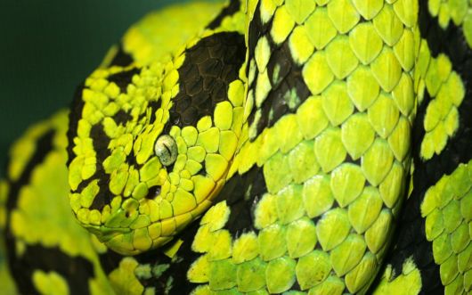 Click to Enlarge - Deadly Snakes Wallpapers