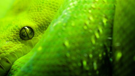 Click to Enlarge - Deadly Snakes Wallpapers