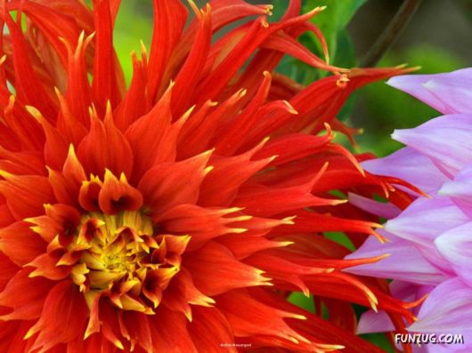 Click to Enlarge - Beautiful Flowers Close-Up Shots