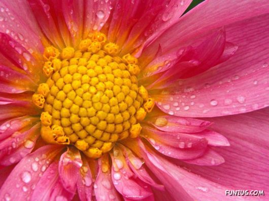 Click to Enlarge - Beautiful Flowers Close-Up Shots