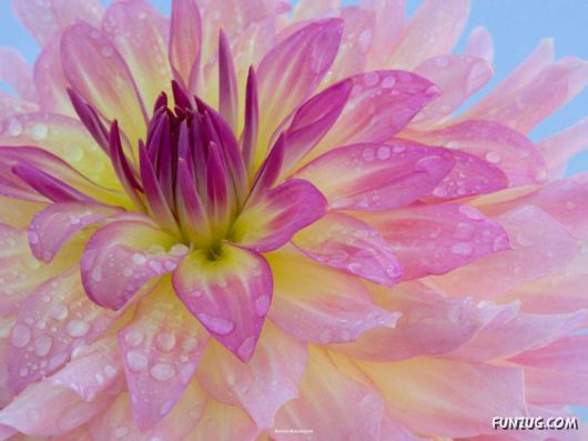 Click to Enlarge - Beautiful Flowers Close-Up Shots
