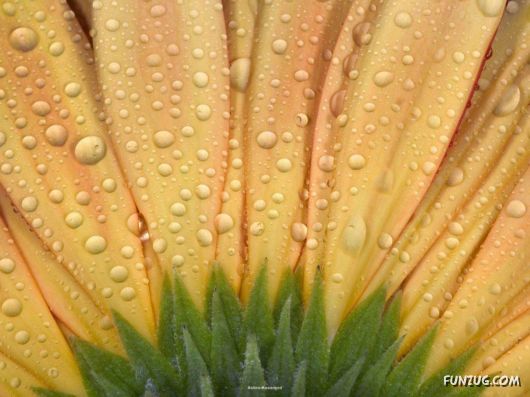 Click to Enlarge - Beautiful Flowers Close-Up Shots