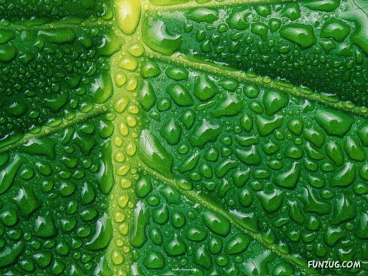 Click to Enlarge - Beautiful Flowers Close-Up Shots