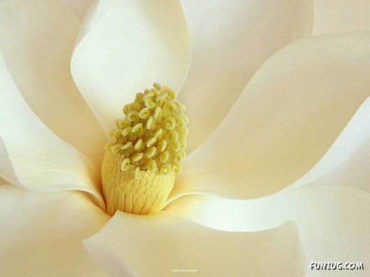 Click to Enlarge - Beautiful Flowers Close-Up Shots
