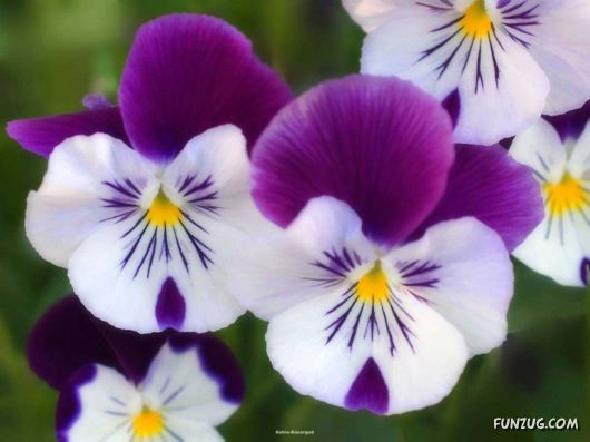 Click to Enlarge - Beautiful Flowers Close-Up Shots