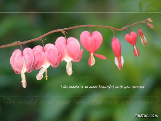 Click to Enlarge - Lovely Love Quotes Wallpapers
