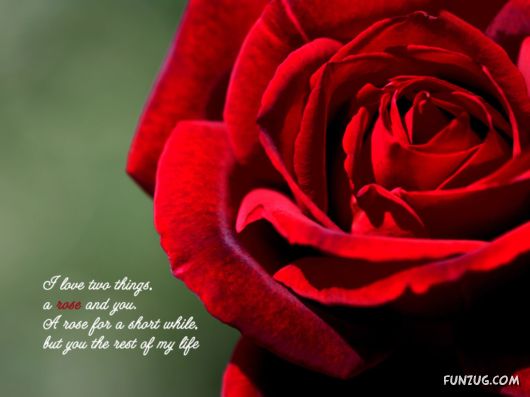 Click to Enlarge - Lovely Love Quotes Wallpapers