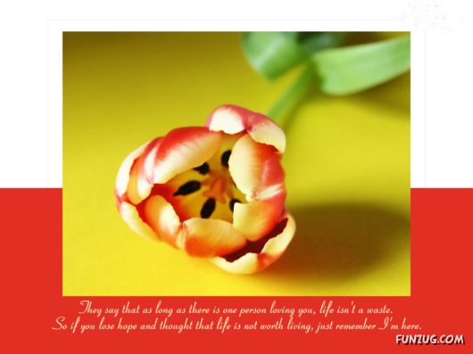 Click to Enlarge - Lovely Love Quotes Wallpapers