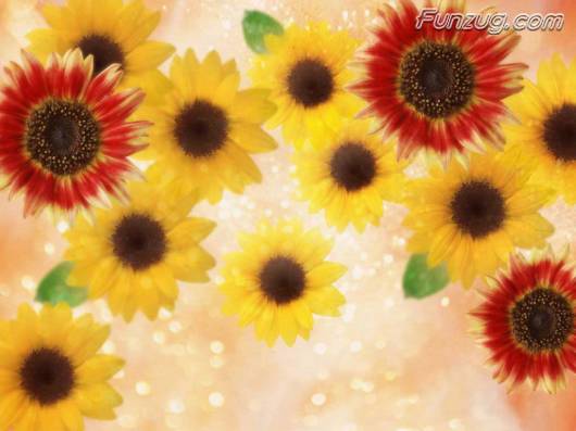 Click to Enlarge - Wallpapers with a Romatic Feeling Specially For You