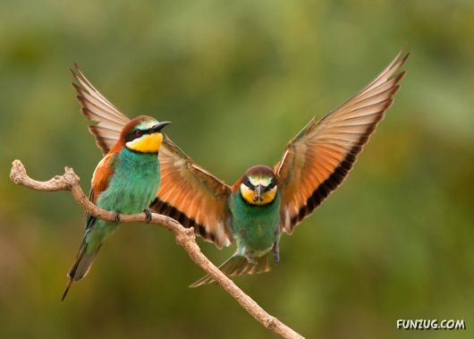 Click to Enlarge - Exclusive Wide Planet Wallpapers